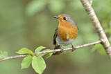 Image. European Robin