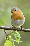 Image. European Robin