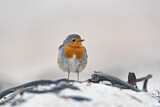 Image. European Robin