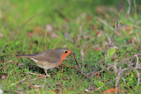Image. European Robin