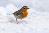 Image. European Robin
