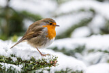 Image. European Robin