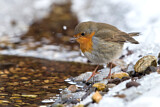 Image. European Robin