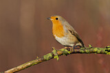 Image. European Robin
