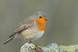 Image. European Robin