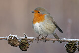 Image. European Robin