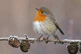 Image. European Robin