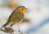 Image. European Robin
