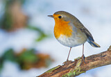 Image. European Robin