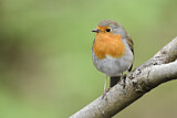 Image. European Robin