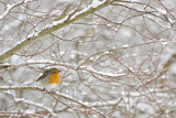 Image. European Robin