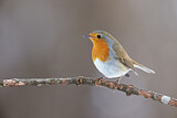 Image. European Robin