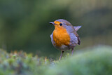Image. European Robin
