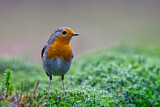 Image. European Robin