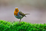 Image. European Robin