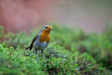 Image. European Robin