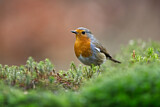 Image. European Robin