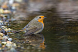 Image. European Robin