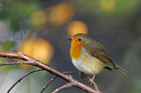 Image. European Robin