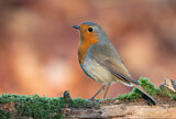 Image. European Robin