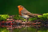 Image. European Robin