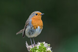 Image. European Robin