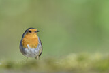 Image. European Robin