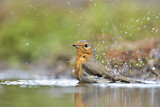 Image. European Robin