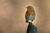 Image. European Robin