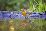Image. European Robin
