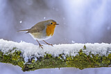 Image. European Robin