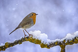 Image. European Robin