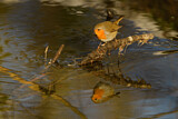 Image. European Robin
