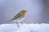 Image. European Robin