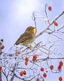 Image. European Robin