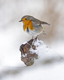 Image. European Robin