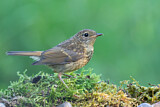 Image. European Robin