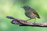 Image. European Robin
