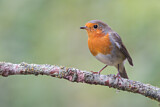 Image. European Robin