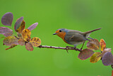 Image. European Robin