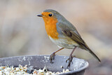 Image. European Robin