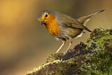 Image. European Robin