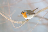 Image. European Robin