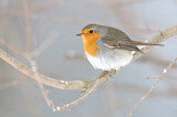 Image. European Robin