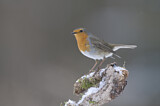 Image. European Robin