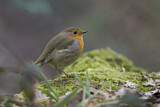 Image. European Robin