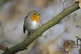 Image. European Robin