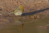 Image. European Robin