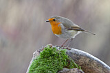 Image. European Robin