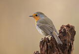 Image. European Robin